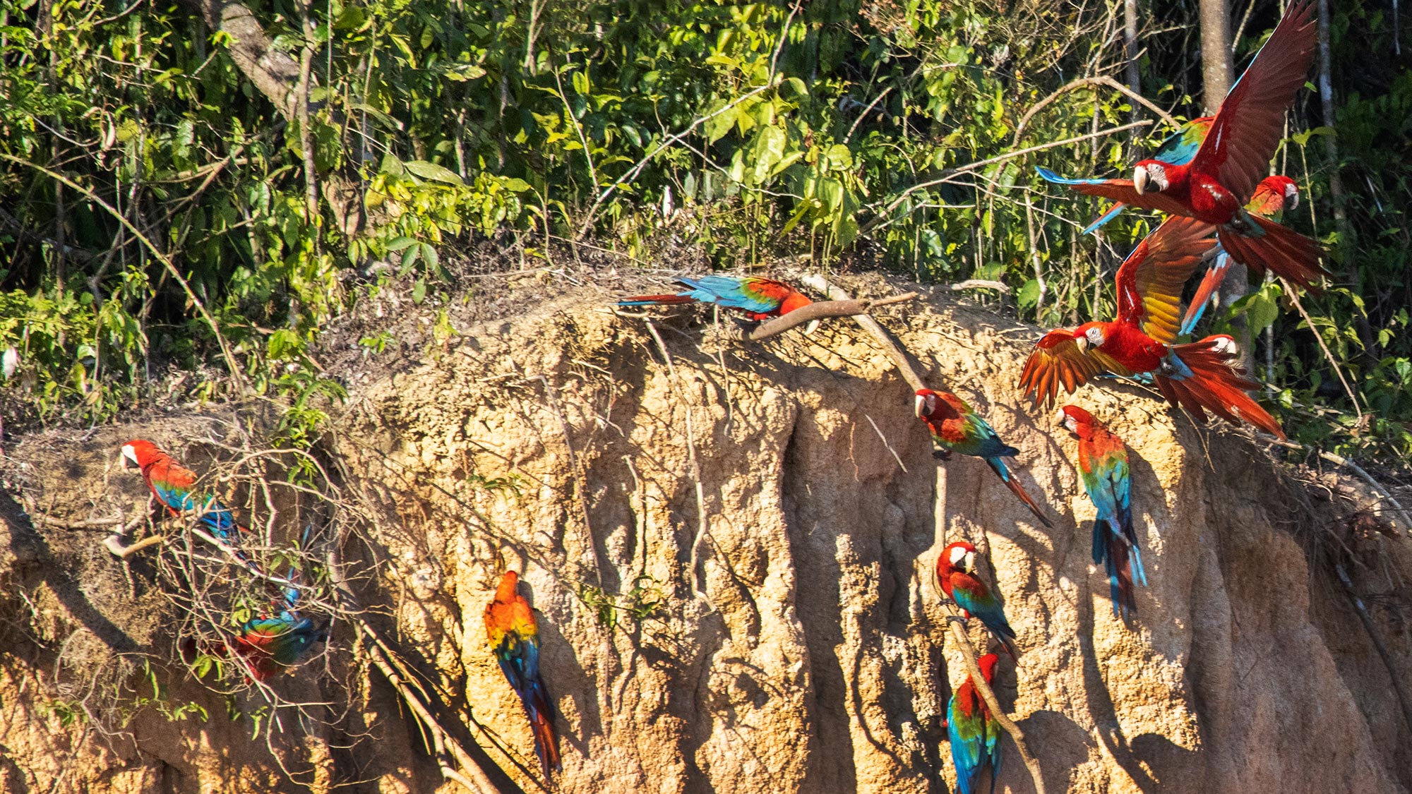 tambopata jungle tours